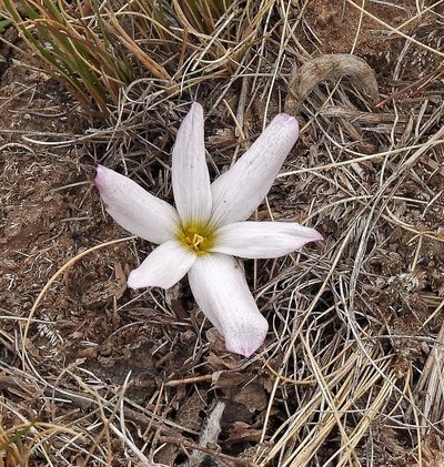 Zephyranthes andina, photographed by Hugo Hulsberg