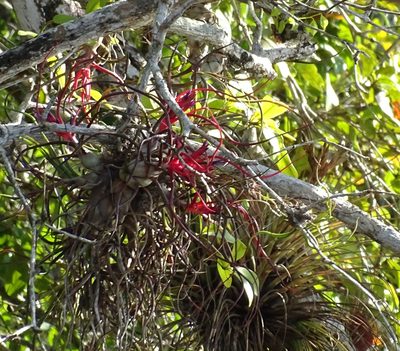 Tillandsia bulbosa, photographed by Sandra Keller