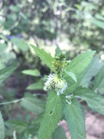 Tragia dioica, photographed by rosshawkins