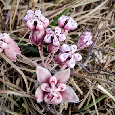 Asclepias senecionifolia, photographed by Abraham Sánchez Romero