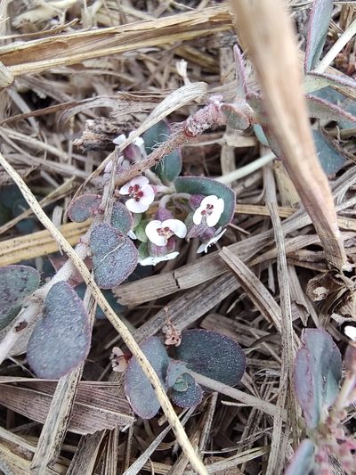 Euphorbia umbellulata, photographed by Abraham Sánchez Romero