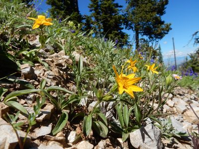 Arnica rydbergii, photographed by Matt Lavin