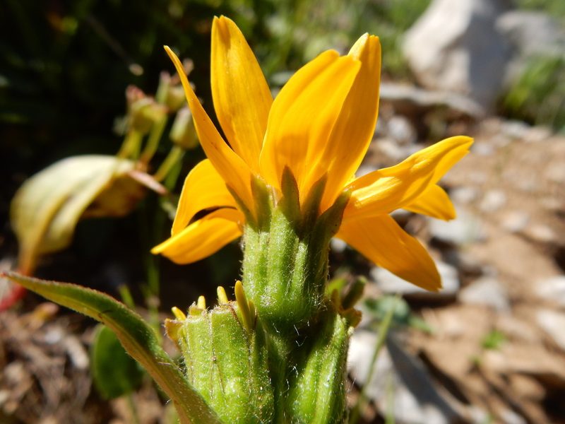 Arnica rydbergii, photographed by Matt Lavin
