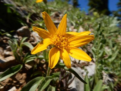 Arnica rydbergii, photographed by Matt Lavin