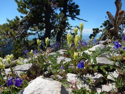 Castilleja septentrionalis, photographed by Matt Lavin