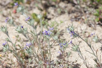 Eriastrum virgatum, photographed by Allison Gong