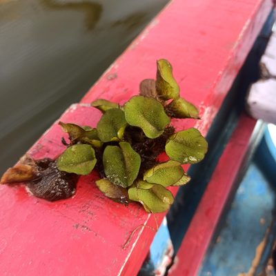 Salvinia molesta, photographed by Rajanna