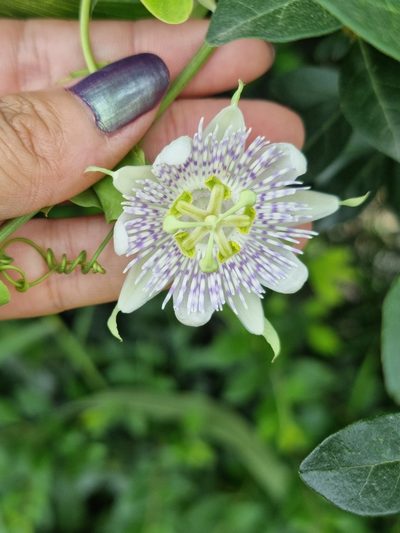 Passiflora tucumanensis, photographed by Sol Quipildor