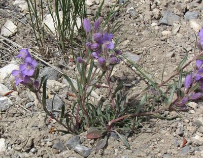 Penstemon eriantherus, photographed by Wendy McCrady