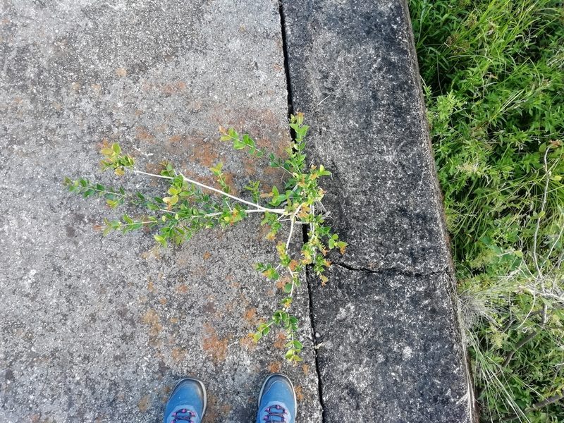 Myrcianthes cisplatensis, photographed by Agustina Medina