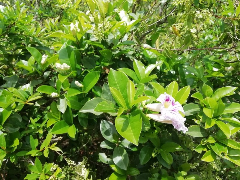 Bignonia callistegioides, photographed by Agustina Medina