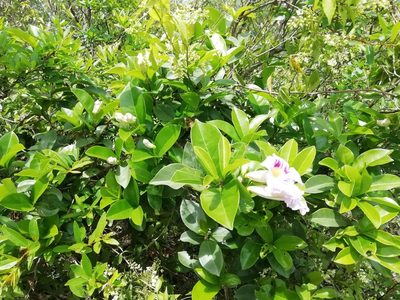 Bignonia callistegioides, photographed by Agustina Medina