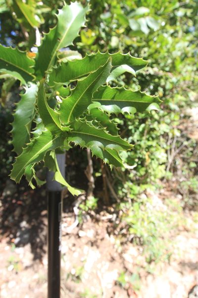 Ouratea ilicifolia, photographed by Brian Oakes Haiti Hunter