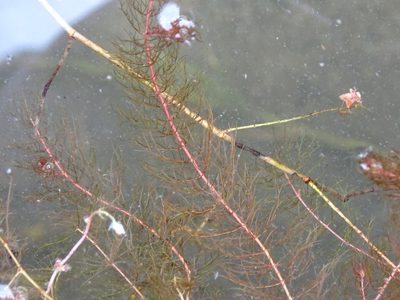 Myriophyllum alterniflorum, photographed by Grzegorz Grzejszczak