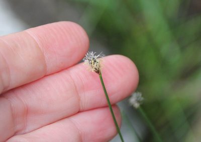 Eleocharis montevidensis, photographed by Millie Basden