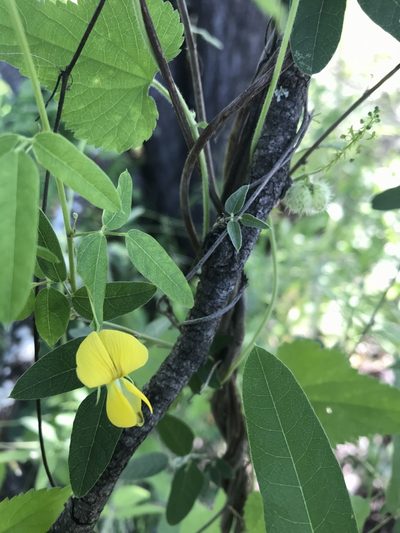 Rhynchosia totta, photographed by rosshawkins
