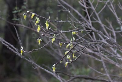Dirca occidentalis, photographed by Arvel Hernandez