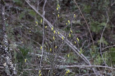 Dirca occidentalis, photographed by Arvel Hernandez