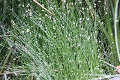 Eleocharis montevidensis, photographed by Millie Basden