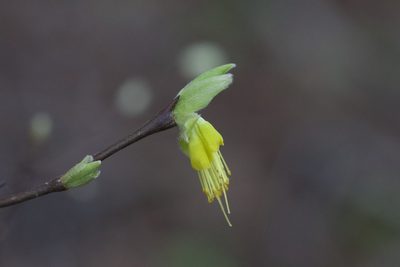 Dirca occidentalis, photographed by Arvel Hernandez
