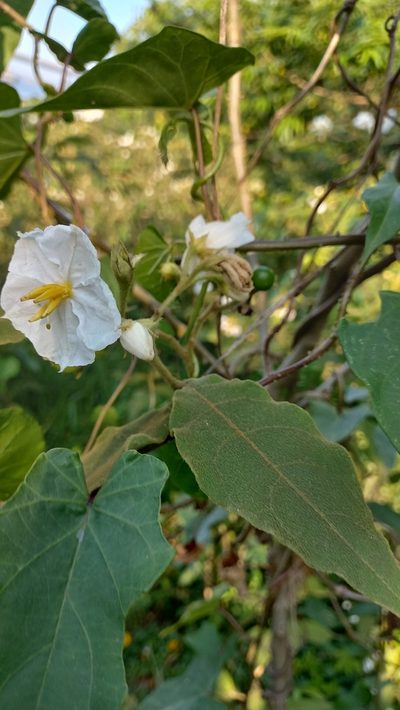 Solanum variabile, photographed by JG