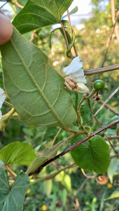 Solanum variabile, photographed by JG