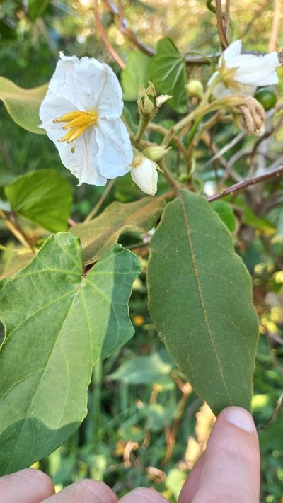 Solanum variabile, photographed by JG