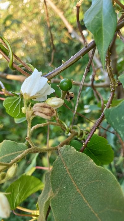 Solanum variabile, photographed by JG