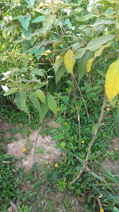 Solanum variabile, photographed by JG