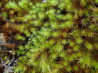 Anacolia webbii, photographed by Christian Berg