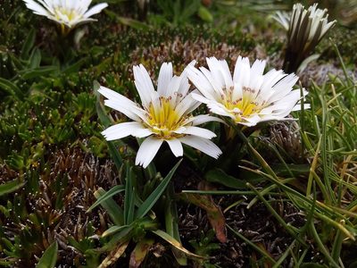 Hypochaeris taraxacoides, photographed by Humber Alberto
