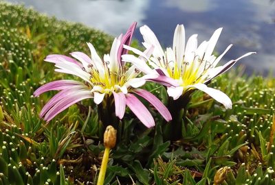 Hypochaeris taraxacoides, photographed by Humber Alberto