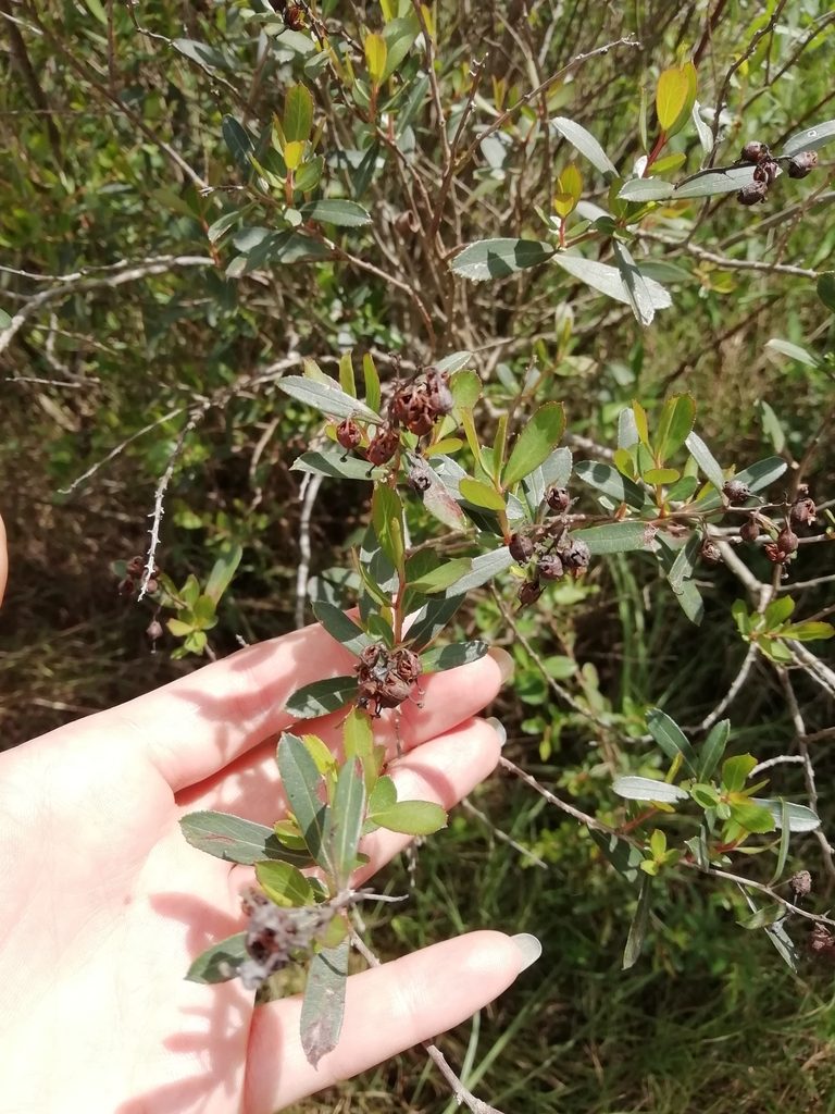 Escallonia megapotamica, photographed by Agustina Medina