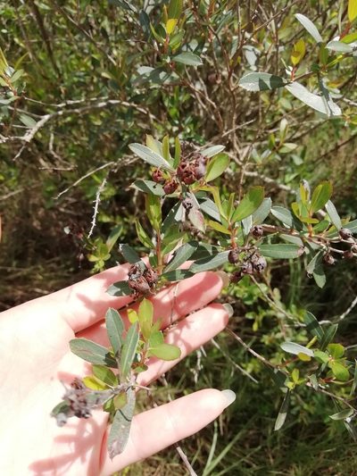 Escallonia megapotamica, photographed by Agustina Medina
