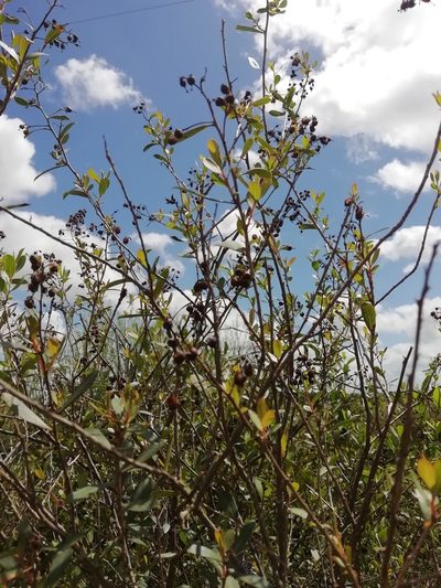 Escallonia megapotamica, photographed by Agustina Medina