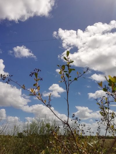 Escallonia megapotamica, photographed by Agustina Medina