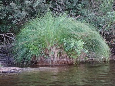 Carex elata, photographed by Grzegorz Grzejszczak