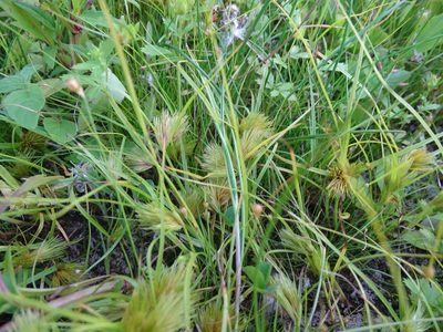 Carex bohemica, photographed by Grzegorz Grzejszczak
