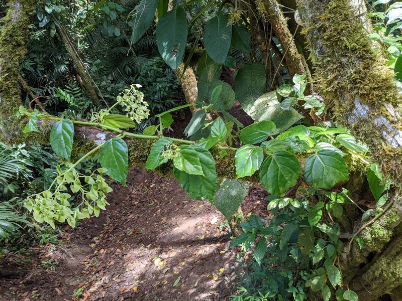Begonia glabra, photographed by Trevor Van Loon