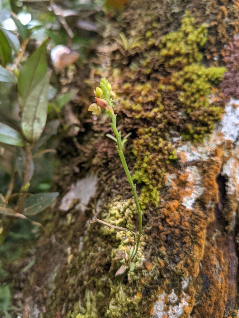 Telipogon bullpenensis, photographed by Trevor Van Loon
