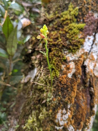 Telipogon bullpenensis, photographed by Trevor Van Loon