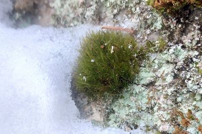 Dicranum viride, photographed by Quinten Wiegersma