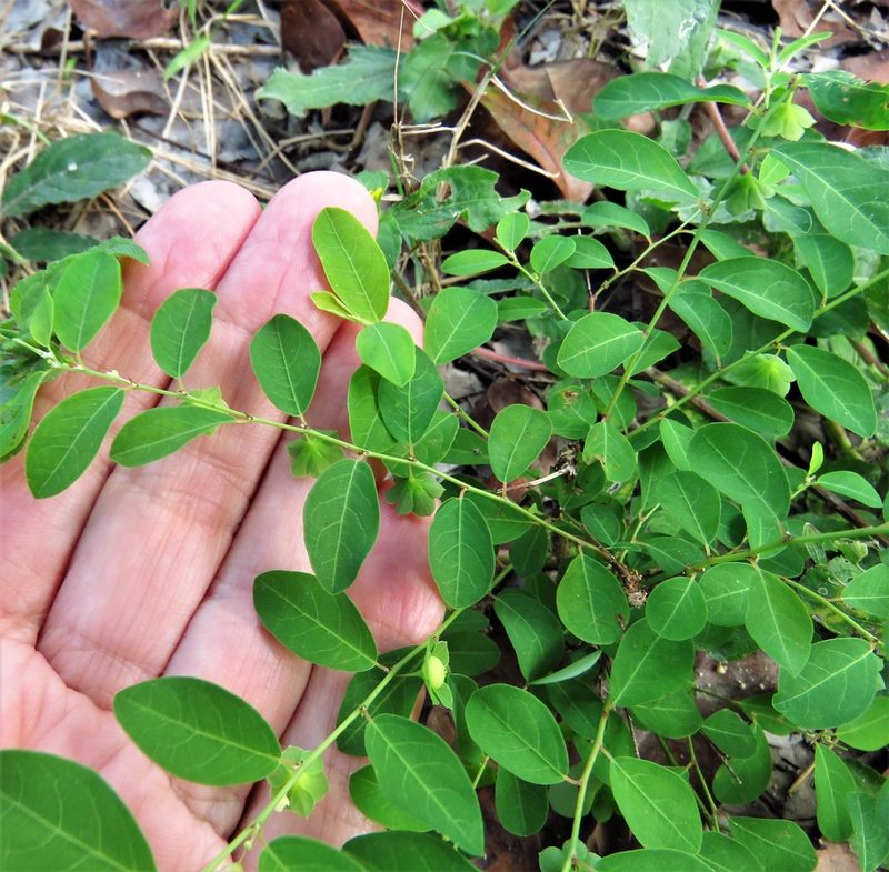 Phyllanthus liebmannianus, photographed by Annika Lindqvist