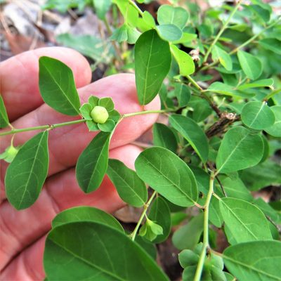 Phyllanthus liebmannianus, photographed by Annika Lindqvist