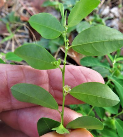 Phyllanthus liebmannianus, photographed by Annika Lindqvist