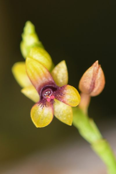 Telipogon bullpenensis, photographed by Trevor Van Loon