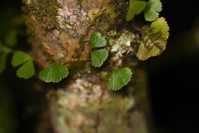 Elaphoglossum peltatum, photographed by Trevor Van Loon