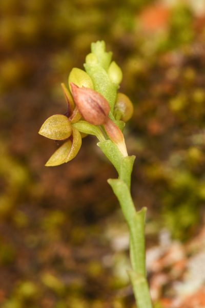 Telipogon bullpenensis, photographed by Trevor Van Loon