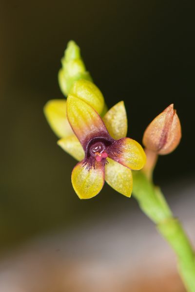 Telipogon bullpenensis, photographed by Trevor Van Loon