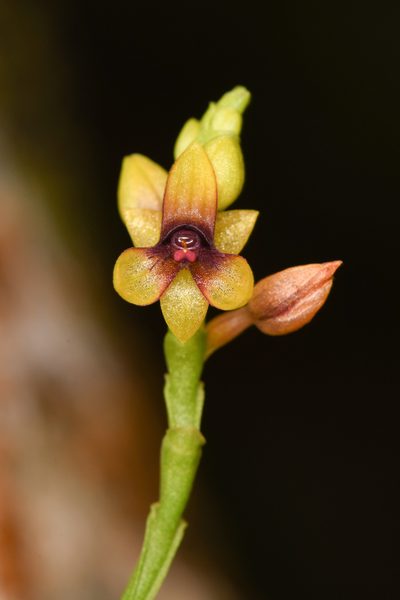 Telipogon bullpenensis, photographed by Trevor Van Loon